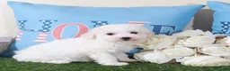 Bichon Frise dogs for sale: Rachel-Precious Female Bichon Frise Puppy - Ad 3