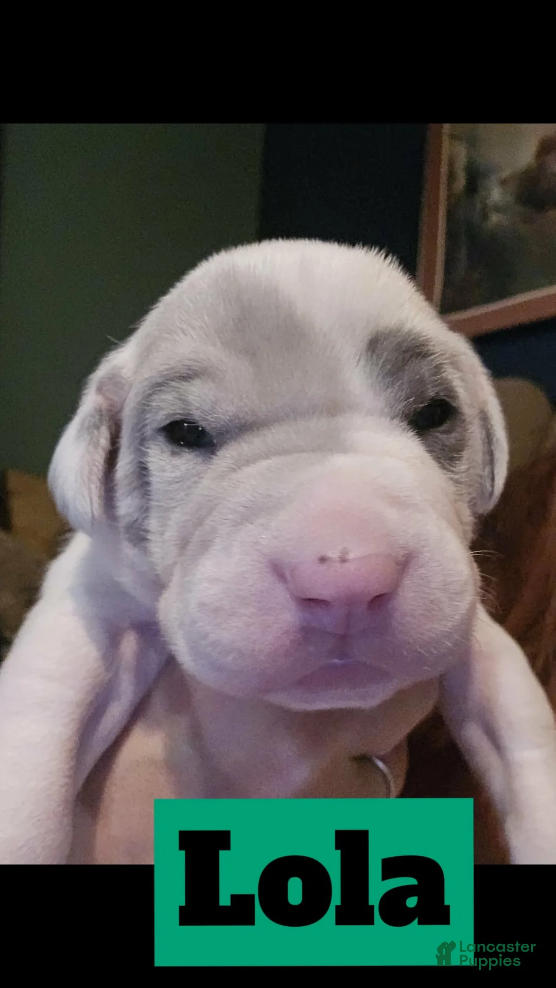 Great Dane dogs for sale: Lola - Ad 1