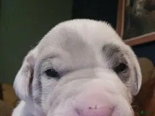 Great Dane dogs Lola - Ad 20