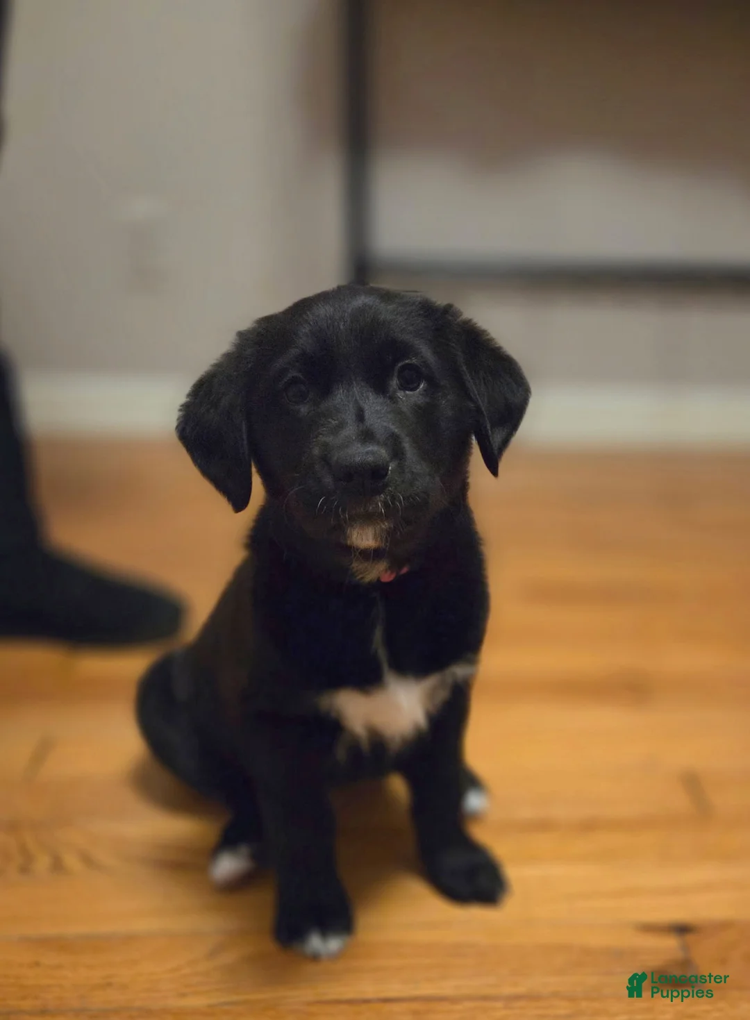 Mixed Breed dogs for sale: Pink Lady  - Ad 6