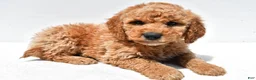 Mini Goldendoodle dogs for sale: Huntley - Ad 3