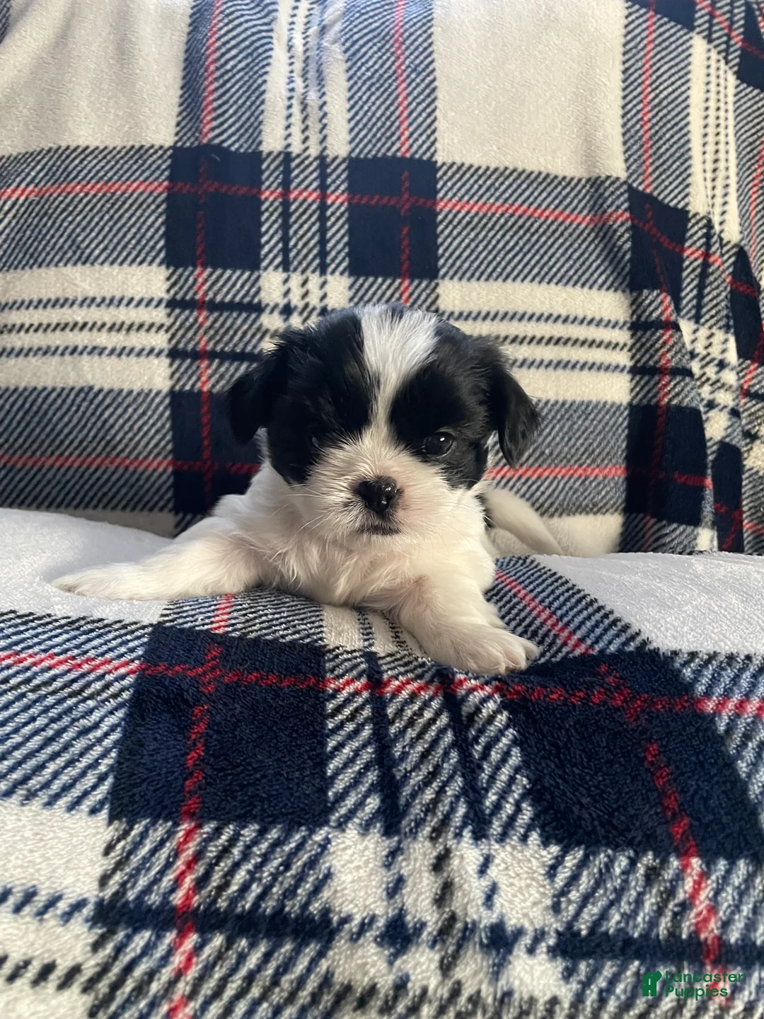 Mixed Breed dogs for sale: Lola - Ad 2