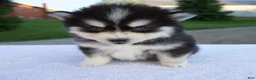 Pomsky dogs for sale: Melody - Ad 4