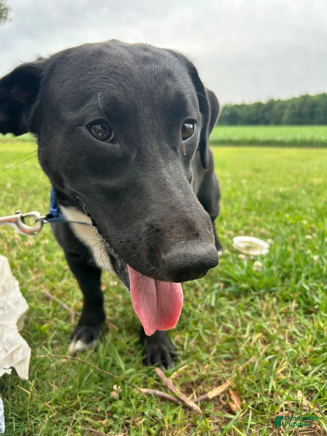 Mixed Breed dogs for sale: Maui- $150 - Ad 2