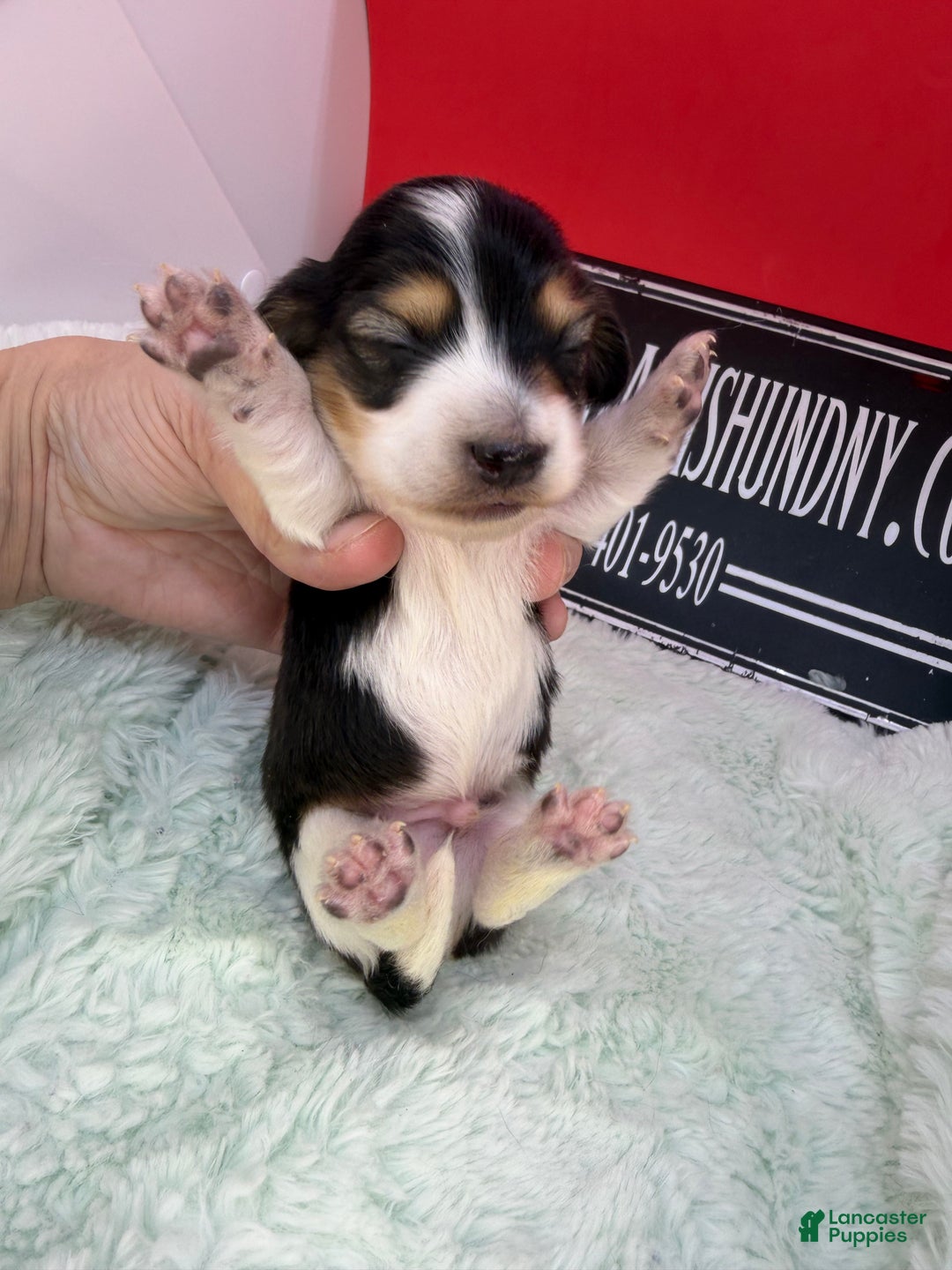 Miniature Dachshund dogs for sale: S.African/Russian Pie cream points - Ad 2