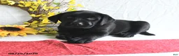 Labrador Retriever dogs for sale: Kris  - Ad 4