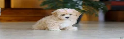 Maltipoo dogs for sale: Callie - Ad 4
