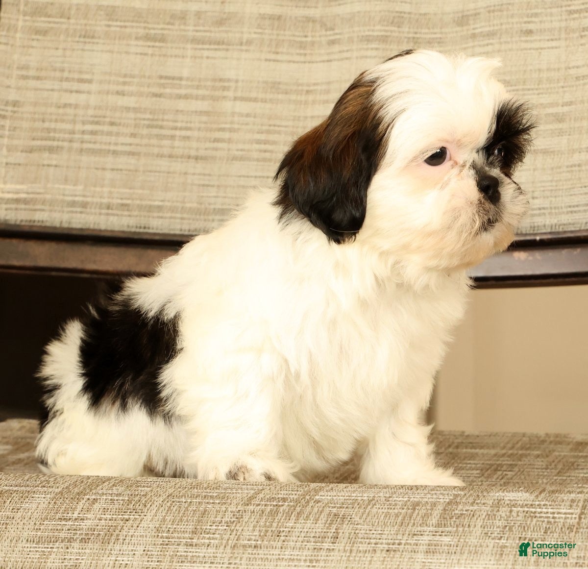 Malshi dogs for sale: Mila - Ad 9