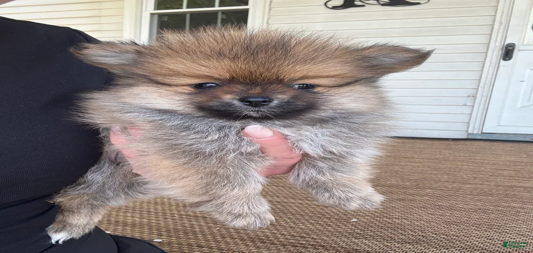 Gallery Image {{count}}