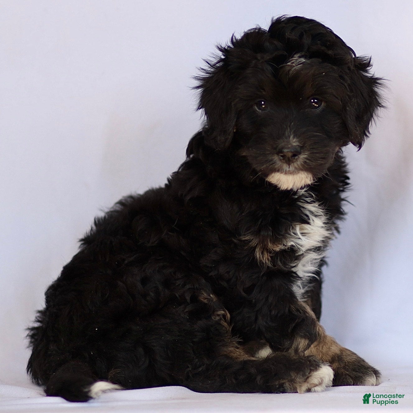 Mini Bernedoodle dogs Brynn - Ad 1
