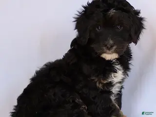 Mini Bernedoodle dogs for sale: Brynn - Ad 2