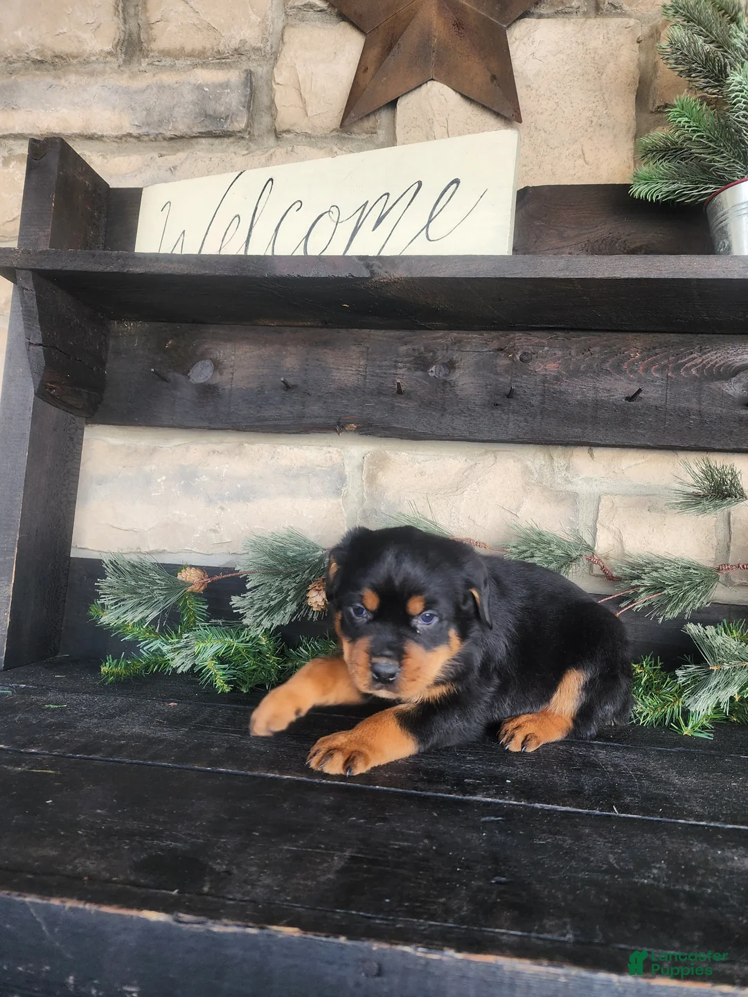 Rottweiler dogs for sale: Bravo - Ad 3