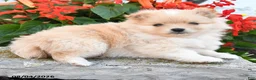 Pomeranian dogs for sale: Pedro - Ad 3
