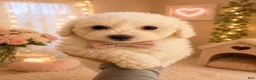 Maltipoo dogs for sale: Jack Sparrow  - Ad 1