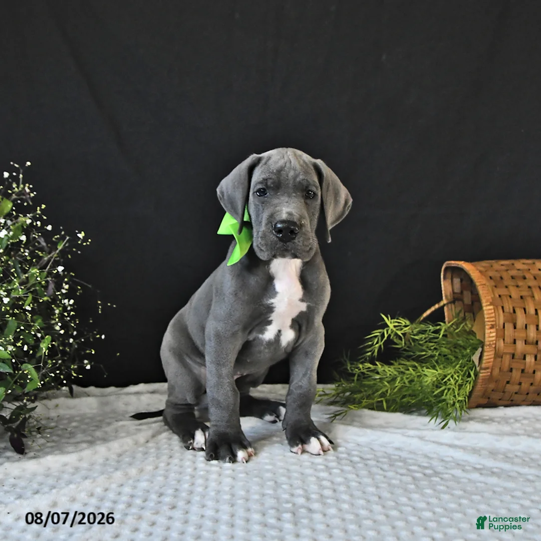 Great Dane dogs for sale: Brody - Ad 2