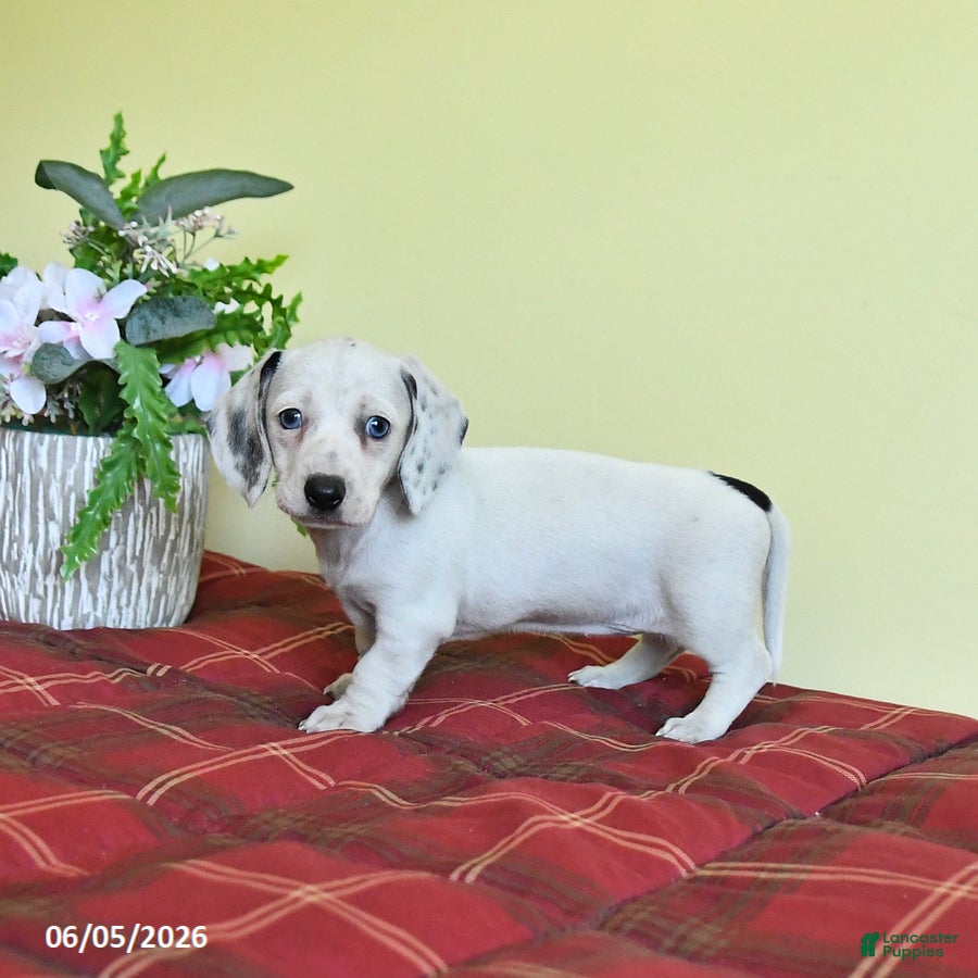 Miniature Dachshund dogs Kathleen - Ad 2