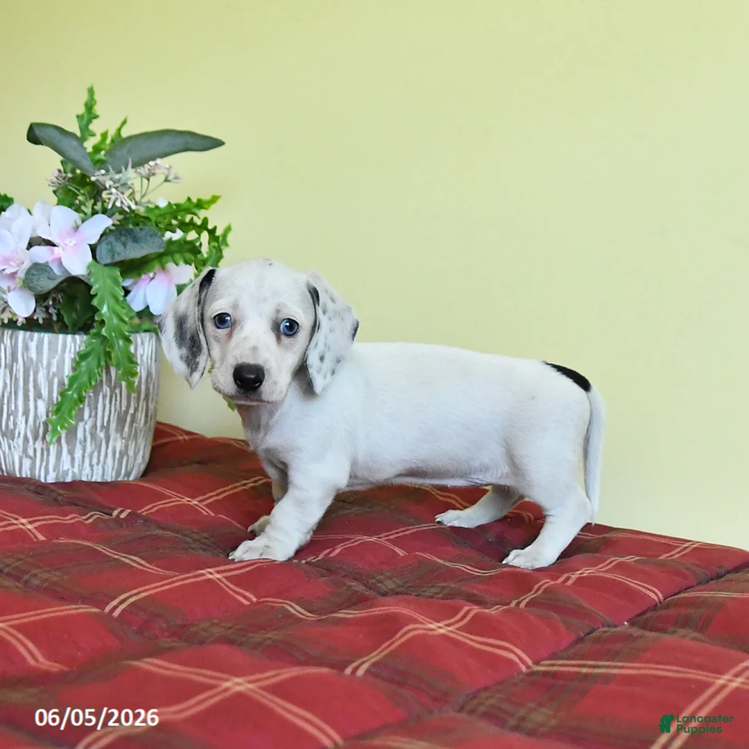 Miniature Dachshund dogs for sale: Kathleen - Ad 2