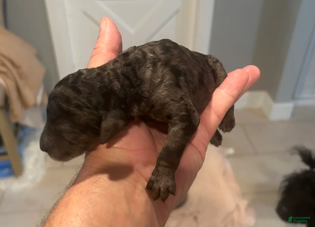 Standard Poodle dogs for sale: Standard Poodle 1 - Ad 2