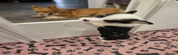 Mixed Breed dogs for sale: Male 2 - Ad 7
