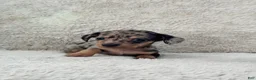 Miniature Dachshund dogs for sale: AKC Shorthair Black Dapple Miniature Dachshund - Ad 5