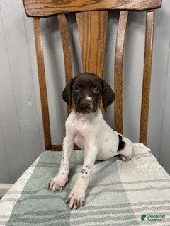 German Shorthaired Pointer dogs Honey - Ad 2