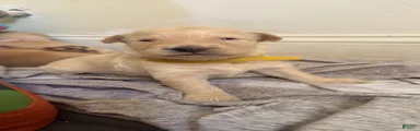 Nala 