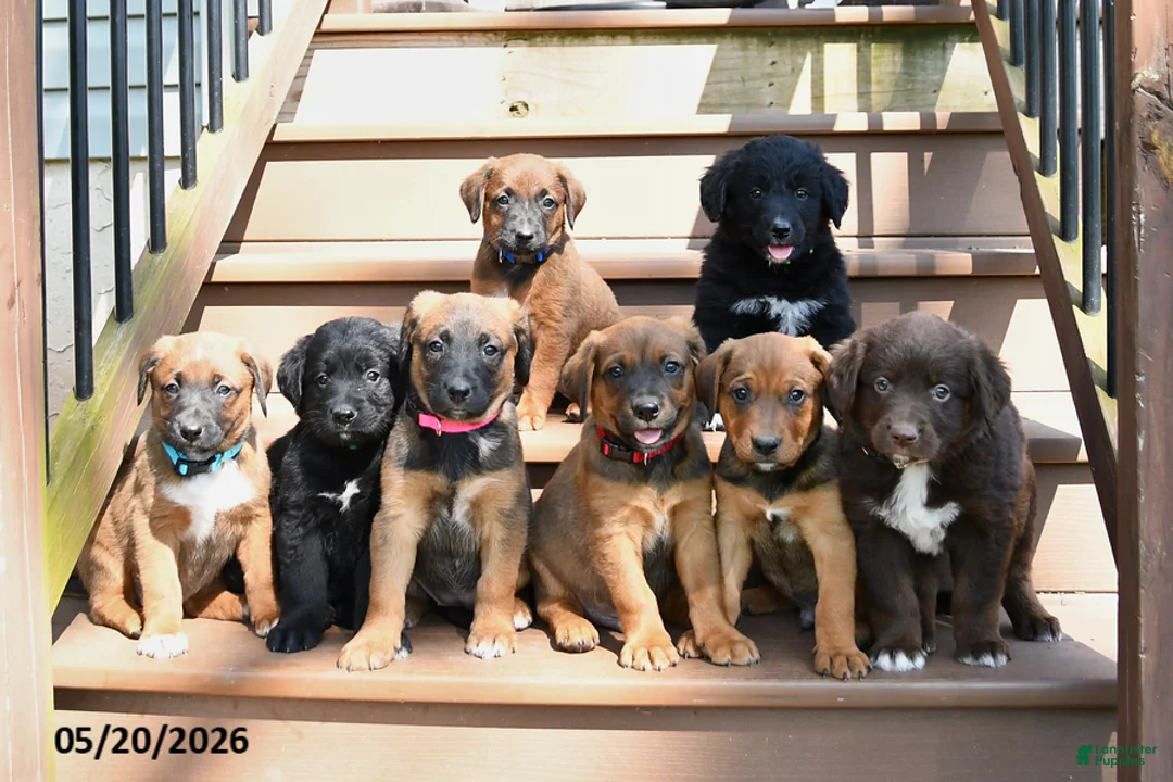 Mixed Breed dogs for sale: Shawn  - Ad 5