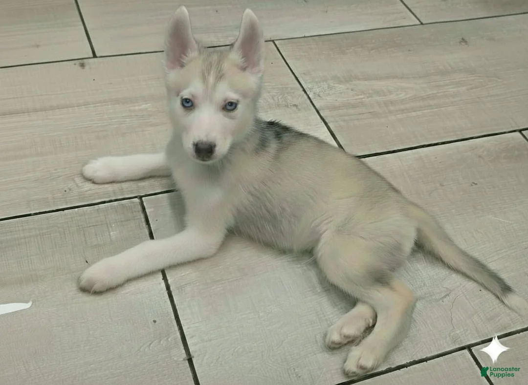 Gerberian Shepsky dogs for sale: Yuki - Ad 1