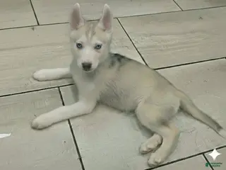 Gerberian Shepsky dogs Yuki - Ad 13