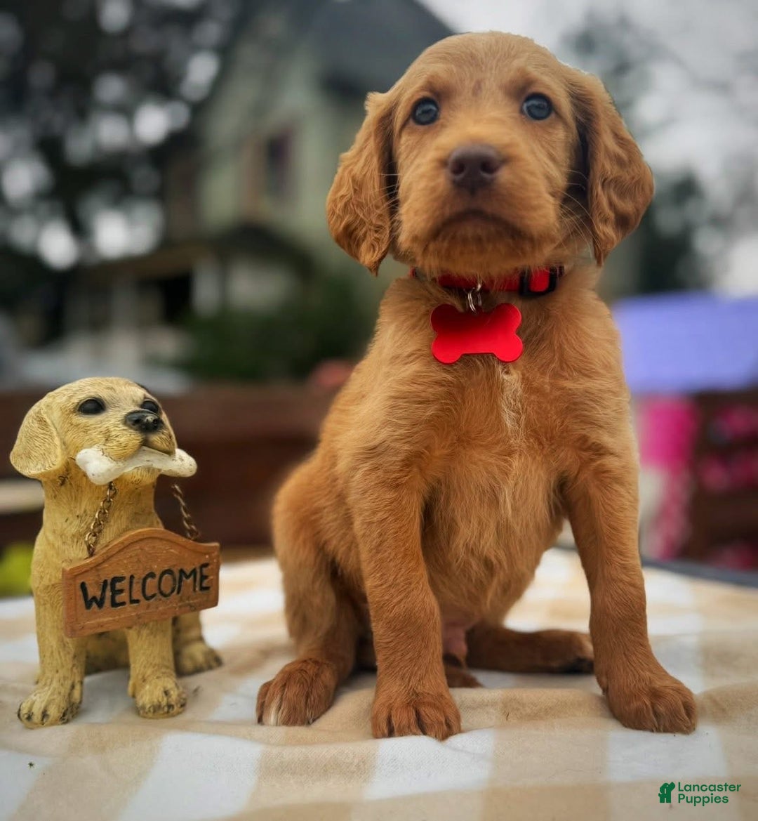 Labradoodle dogs for sale: Labradoodle Puppy 1 - Ad 4