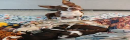 Mixed Breed dogs for sale: Mixed Breed 2 - Ad 5