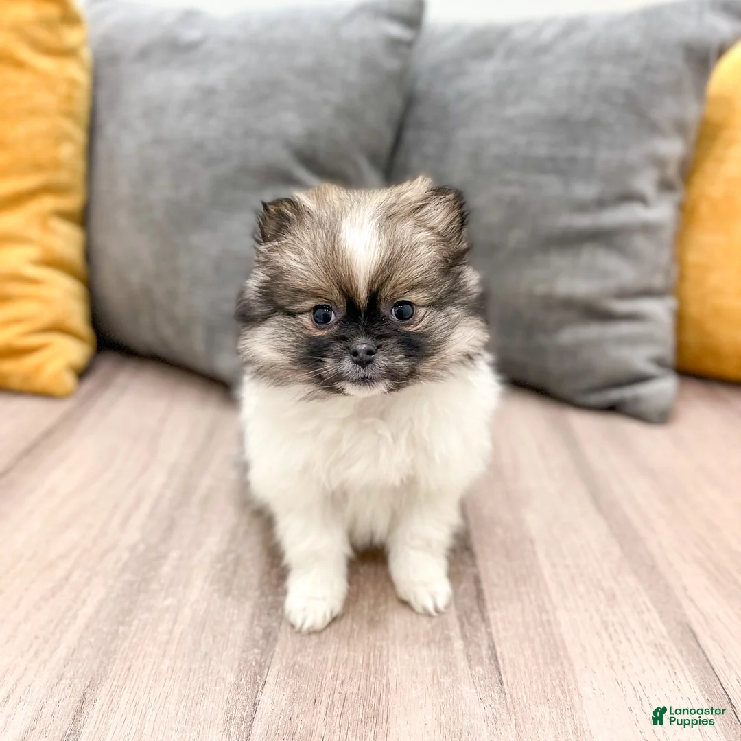 Pomeranian dogs for sale: Sweetie - Ad 1