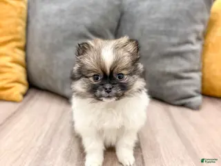 Pomeranian dogs for sale: Sweetie - Ad 2