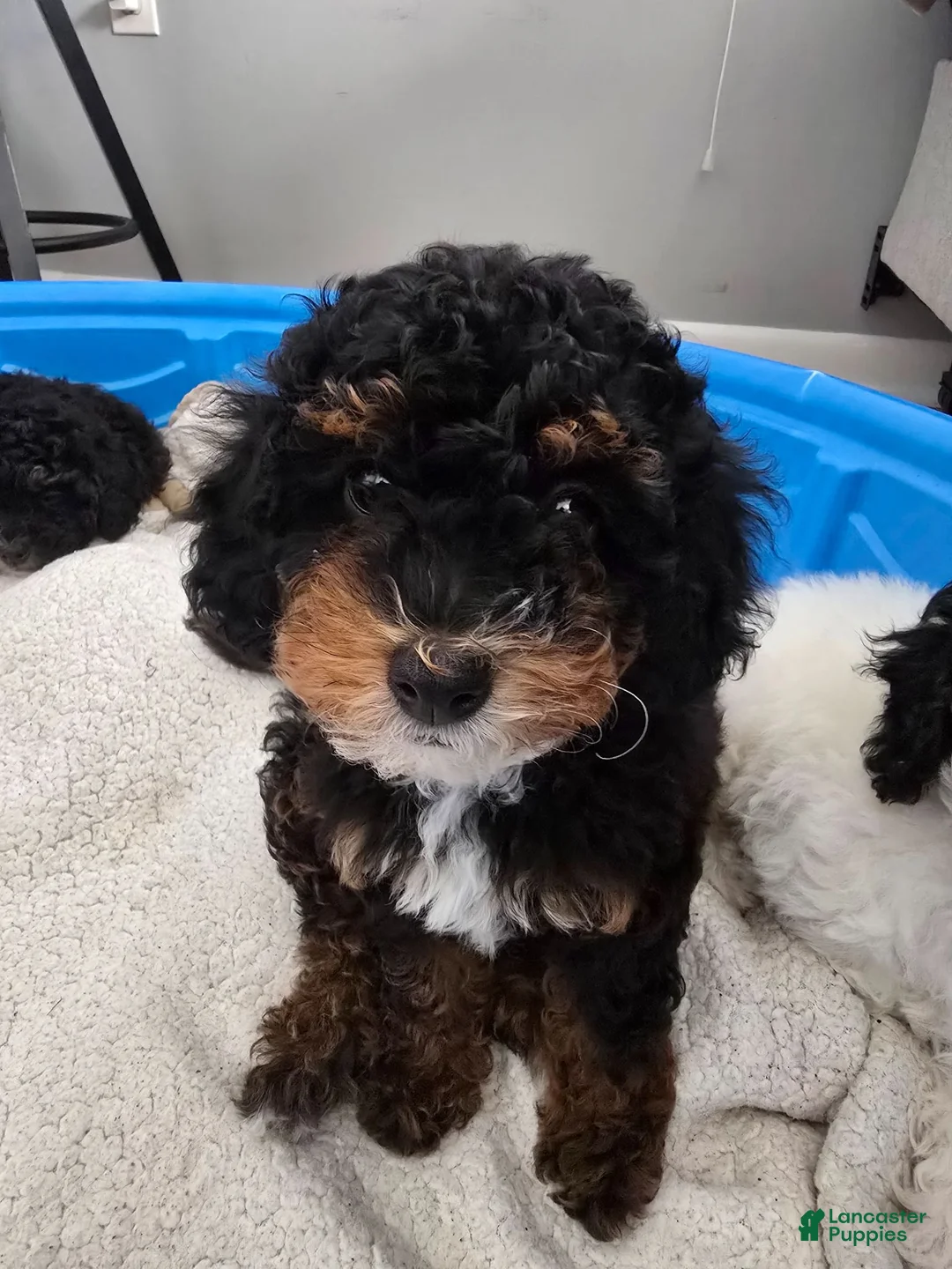 Miniature Poodle dogs for sale: Yuki - Ad 1