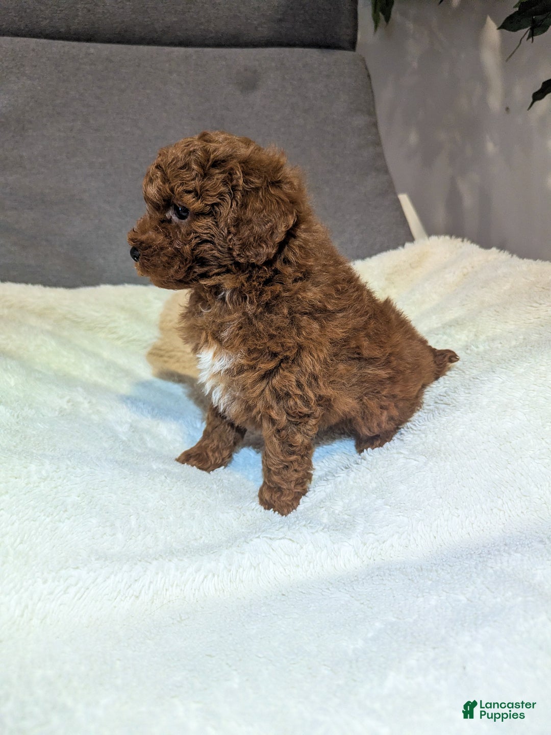 Toy Poodle dogs for sale: Gunner - Ad 6