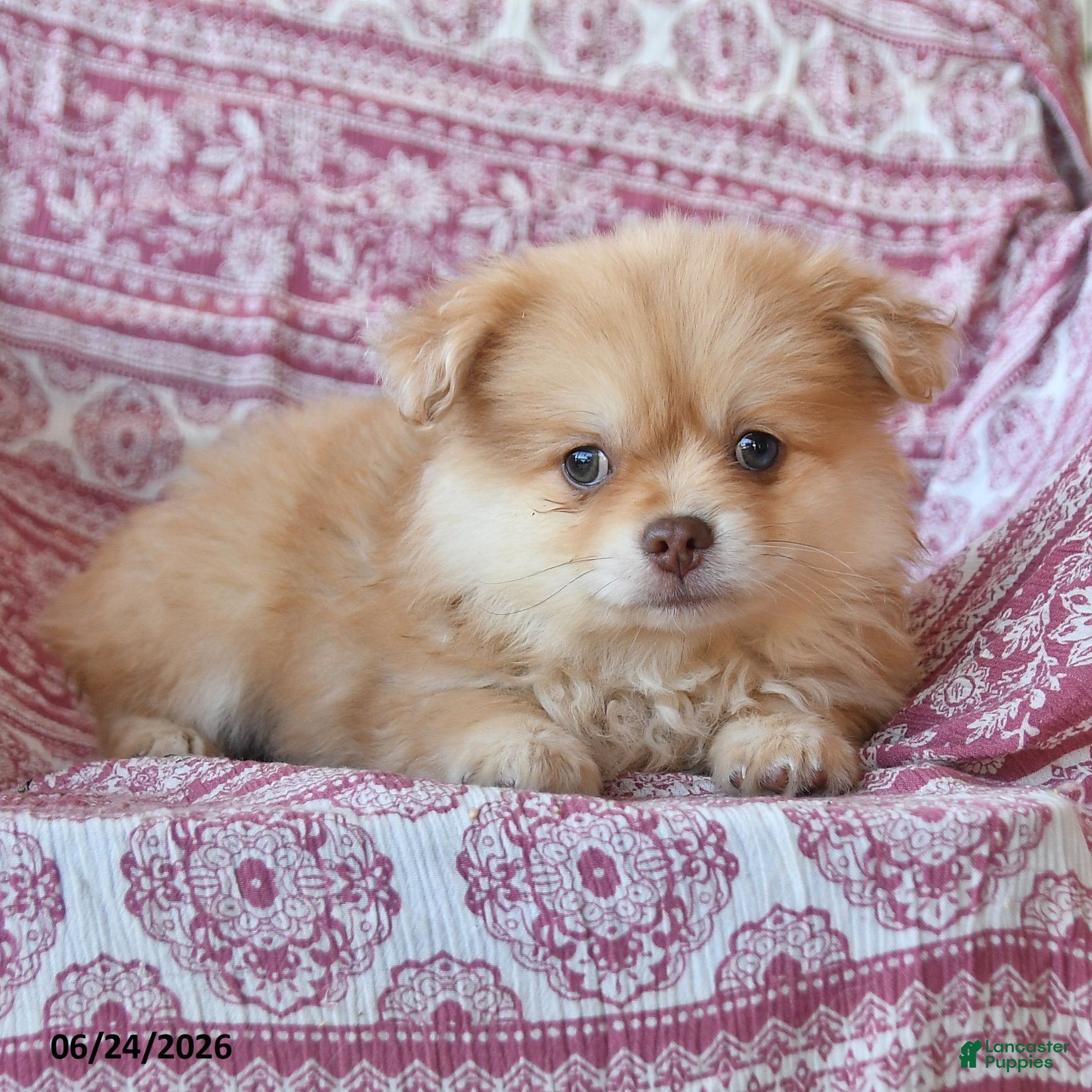 Pomeranian dogs Tanner - Ad 2