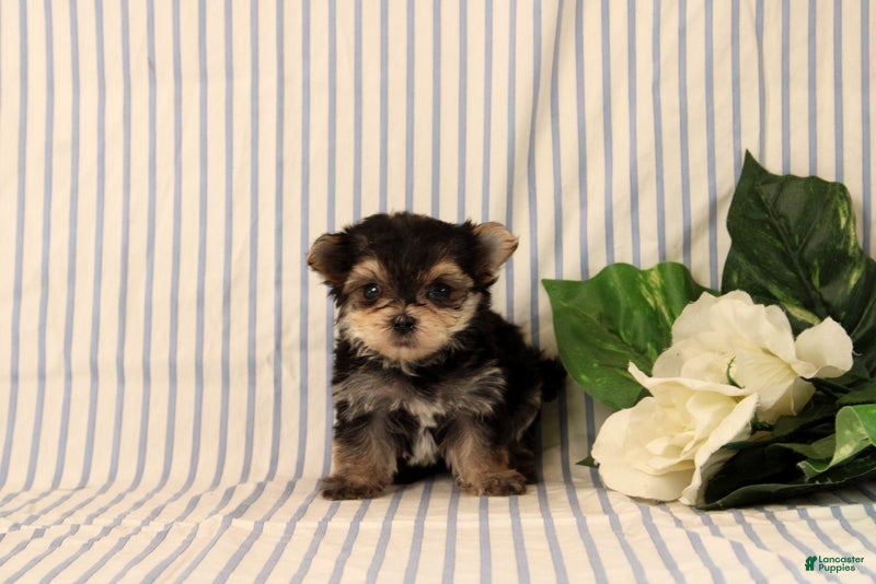 Morkie dogs Bryson - Ad 2