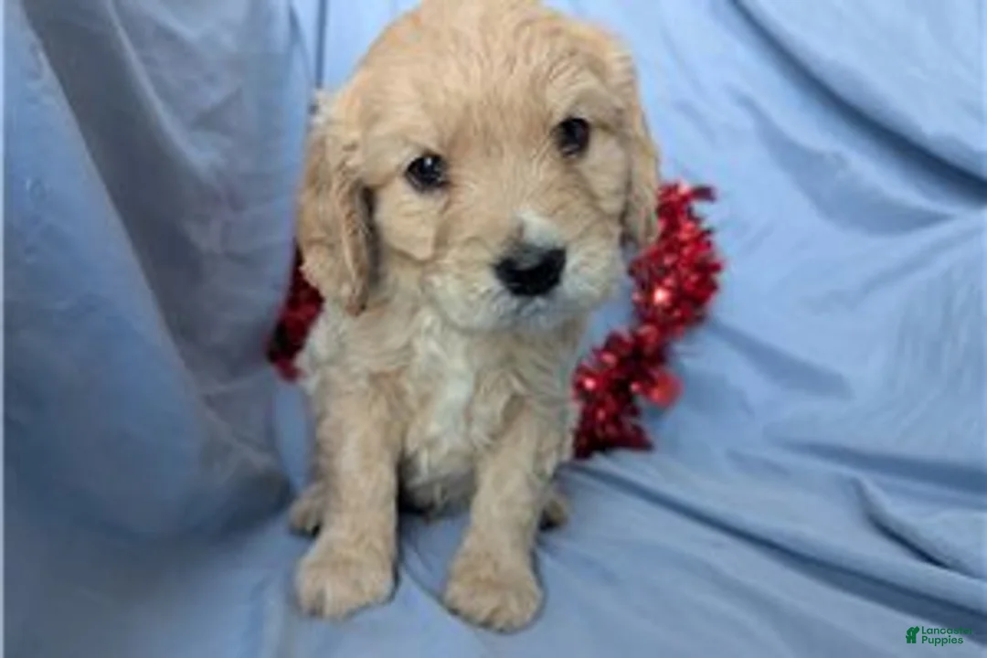 Mixed Breed dogs for sale: Jett - Ad 8