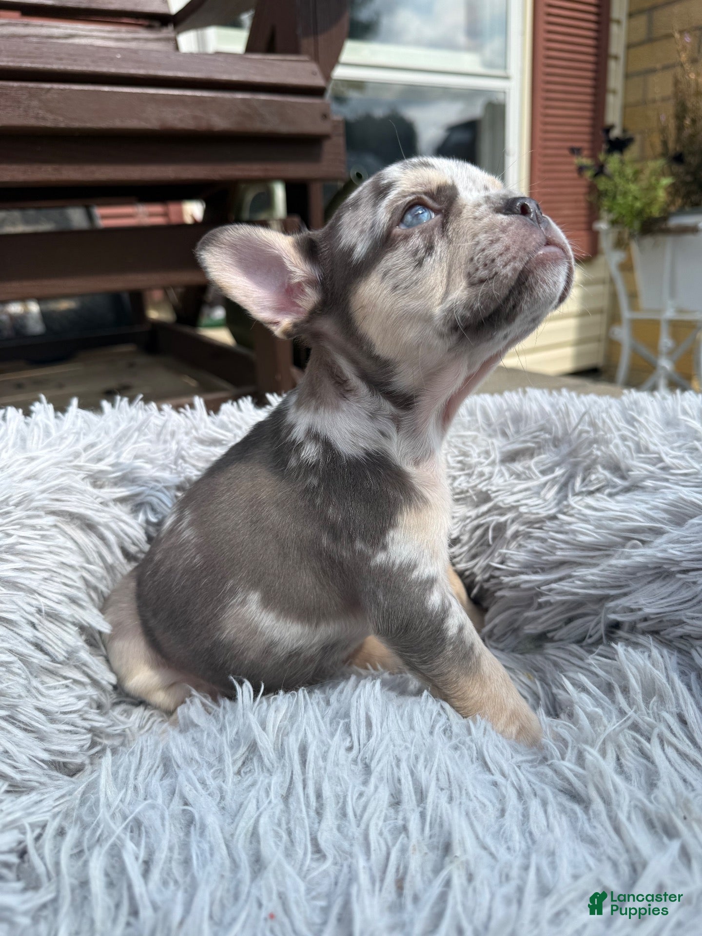 French Bulldog dogs Jaylynn - Ad 2