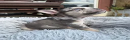 French Bulldog dogs for sale: Jaylynn - Ad 2