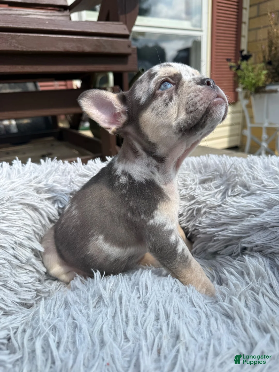 French Bulldog dogs for sale: Jaylynn - Ad 2