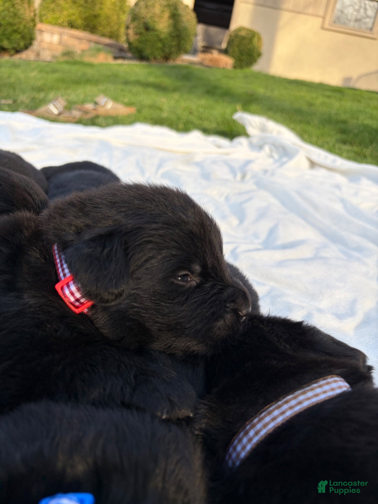 Newfoundland dogs Diesel  - Ad 2