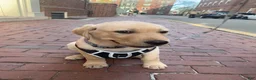 Labrador Retriever dogs for sale: Labrador Retriever Puppy 2 - Ad 1