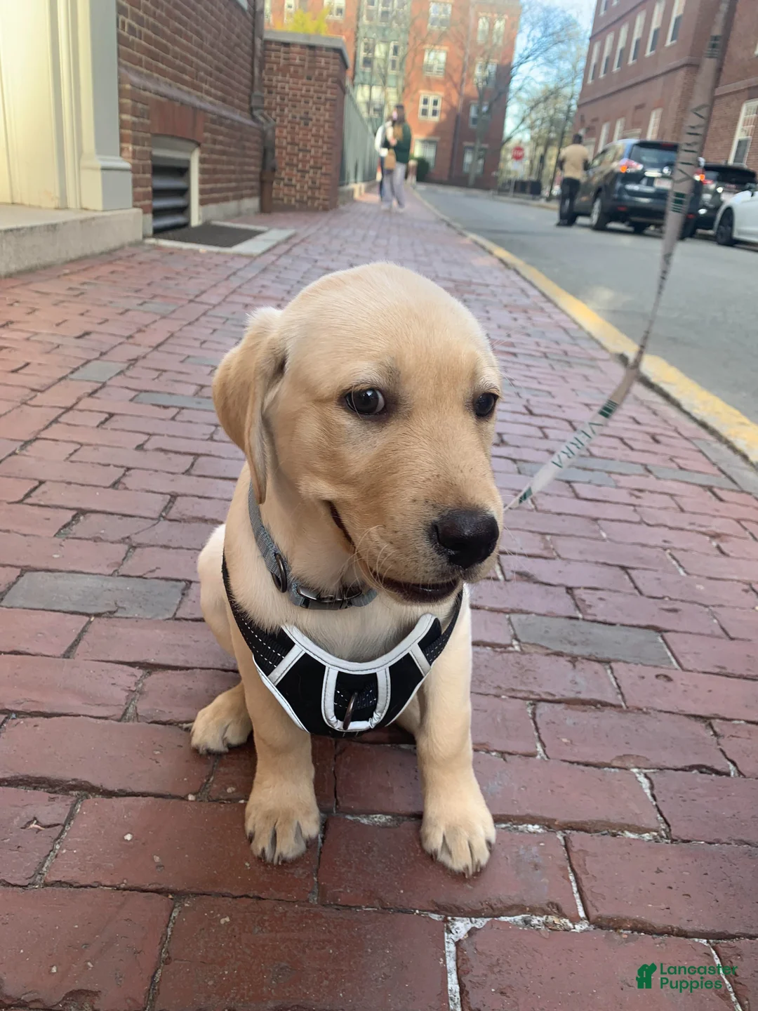 Labrador Retriever dogs for sale: Labrador Retriever Puppy 2 - Ad 1