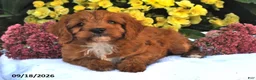 Cavapoo dogs for sale: Pumpkin - Ad 2