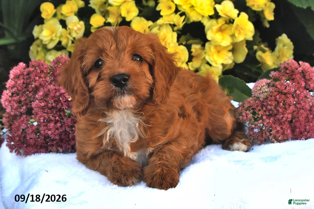 Cavapoo dogs for sale: Pumpkin - Ad 2
