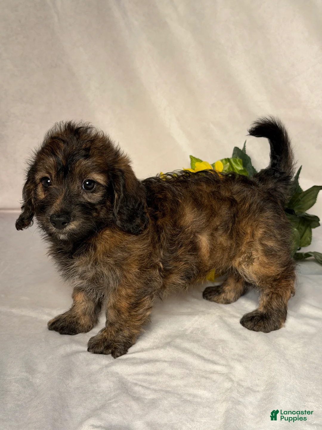 Mixed Breed dogs for sale: Luna - Ad 2