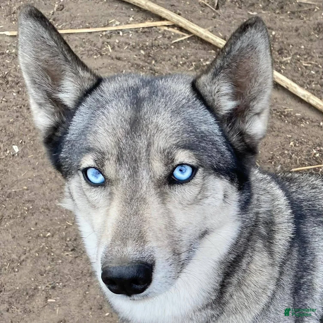 Alaskan Husky dogs for sale: Alaskan Husky Puppy 1 - Ad 2