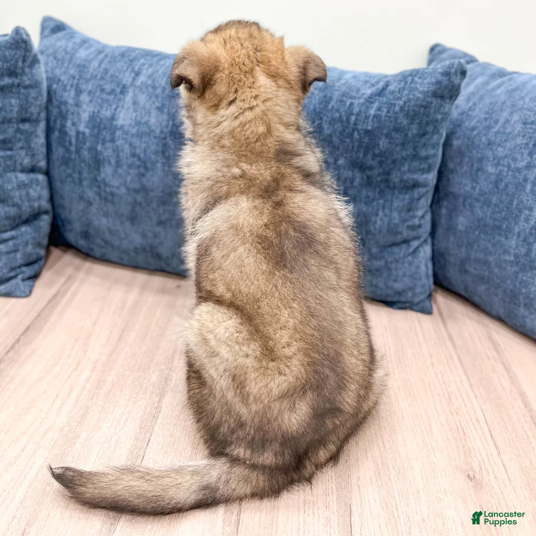 German Shepherd dogs for sale: Bozo - Ad 5