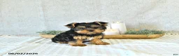 Yorkshire Terrier dogs for sale: Duke - Ad 4